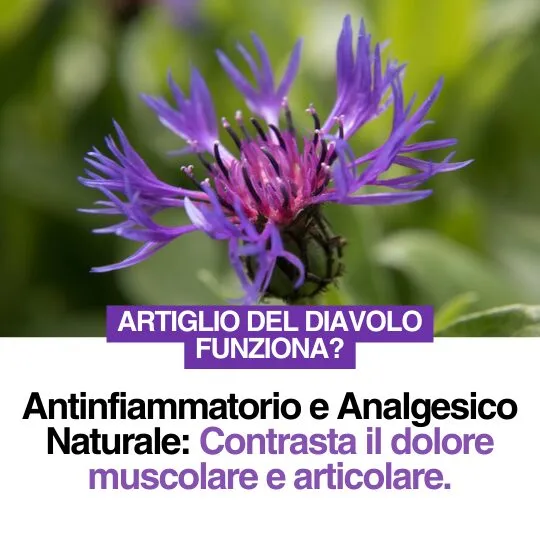 Artiglio del Diavolo - ingrediente principale