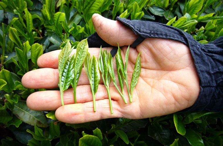 Il matcha può aiutarti a bruciare più calorie anche a riposo.